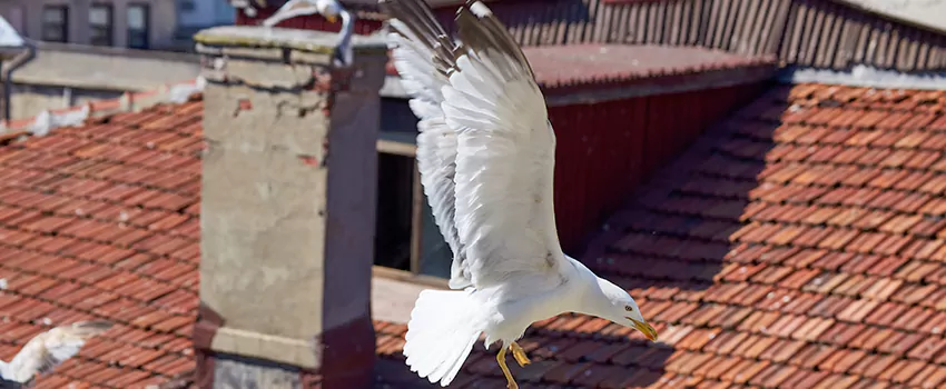Residential Chimney Animal Removal Solution in Burton, MI