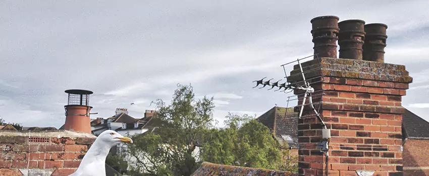 Chimney Cleaning And Restoration in Burton, Michigan